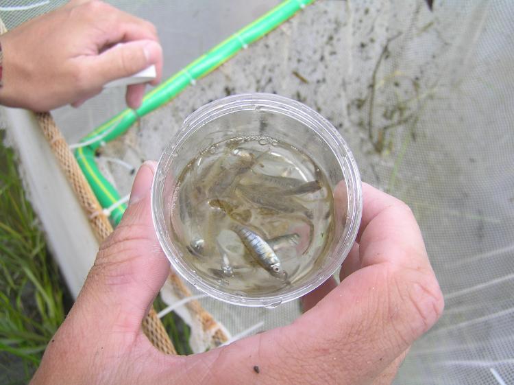 A cup of minnows; part of the shoreline ecosystem